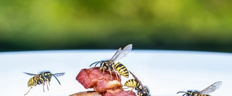 Insektengiftallergie