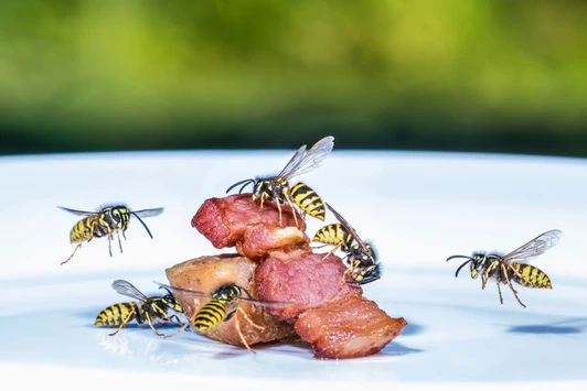 Insektengiftallergie