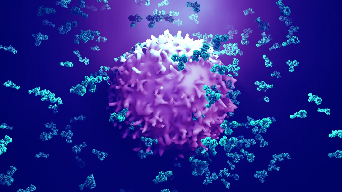 Antibodies attack a cancer cell or virus