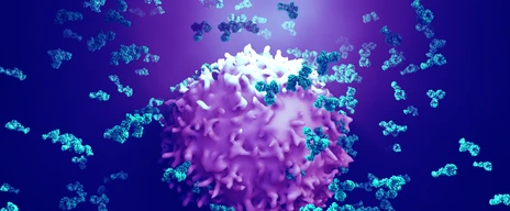 Antibodies attack a cancer cell or virus