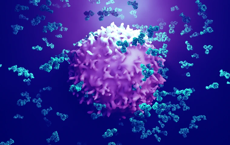 Antibodies attack a cancer cell or virus