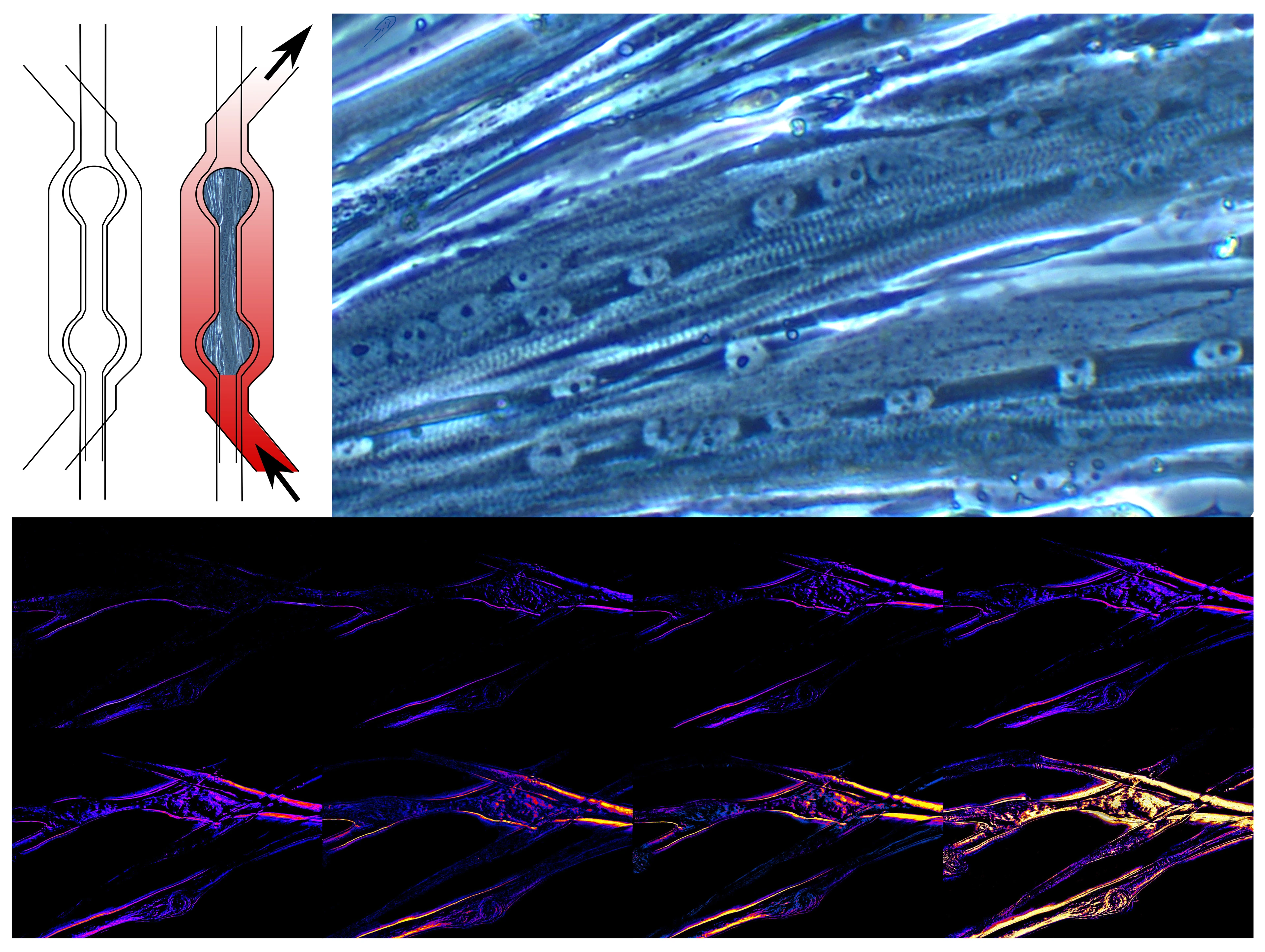 Helmholtz Munich | ©Simon Dreher (IDM)