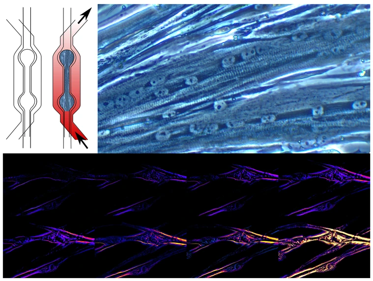 Weigert_Lab_Exercise_on_a_Chip