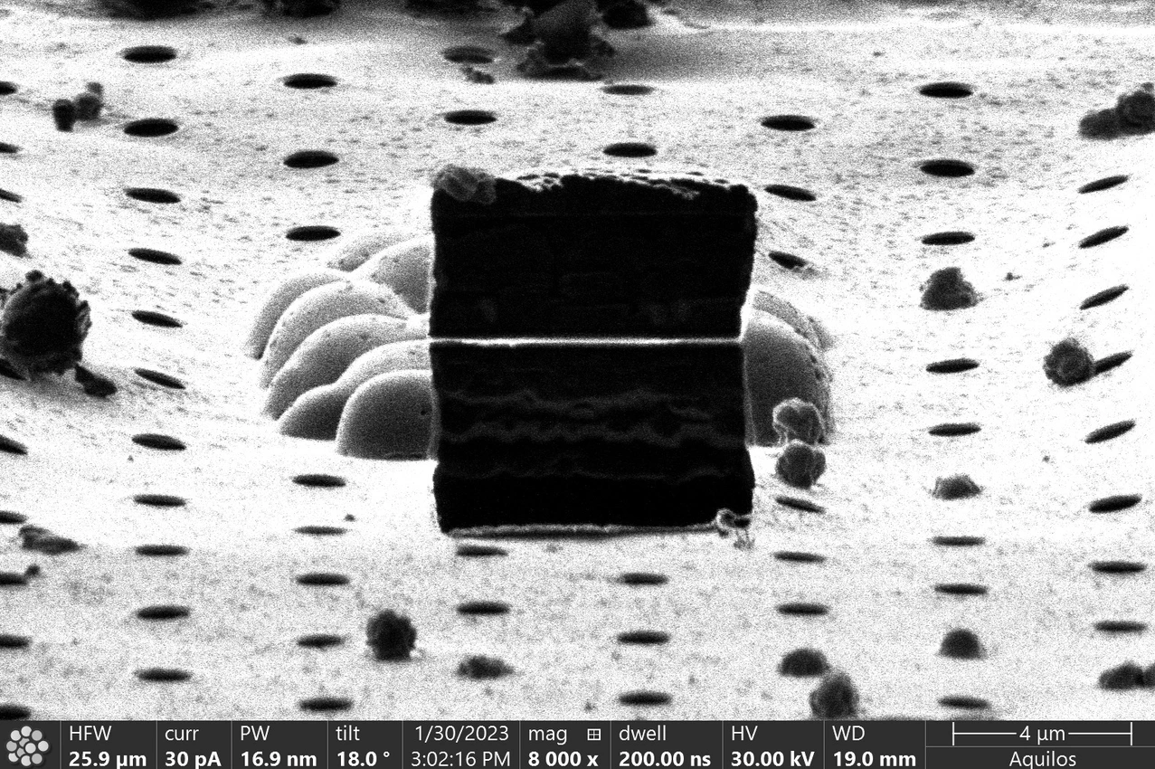 A thin lamella cut out from a cluster of yeast cells