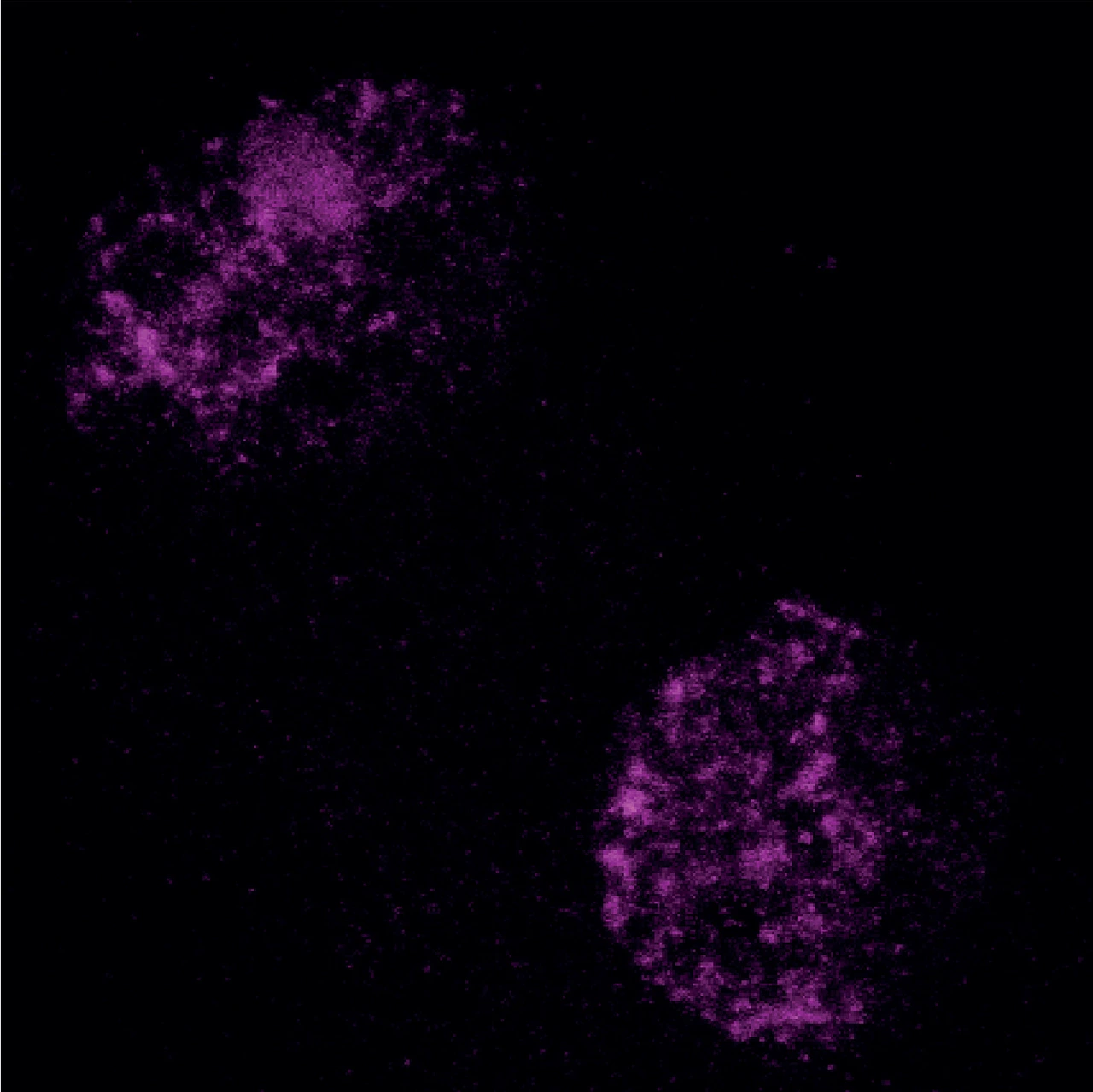Heterochromatin in the early embryo.