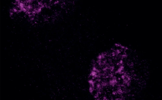 Heterochromatin in the early embryo.