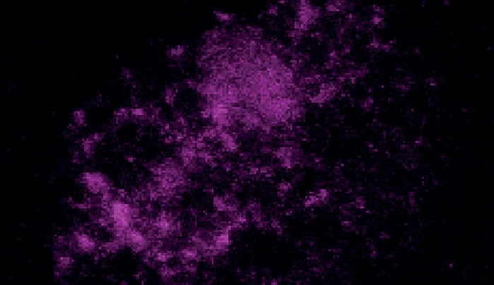 Heterochromatin in the early embryo.