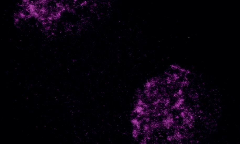Heterochromatin in the early embryo.