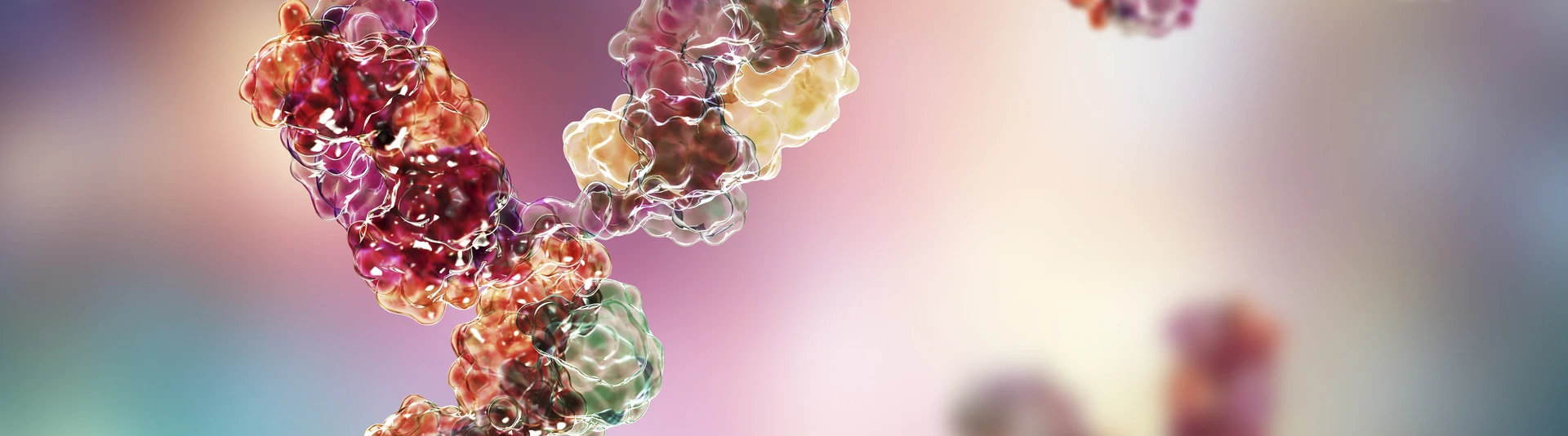 Molecular model of immunoglobulin
