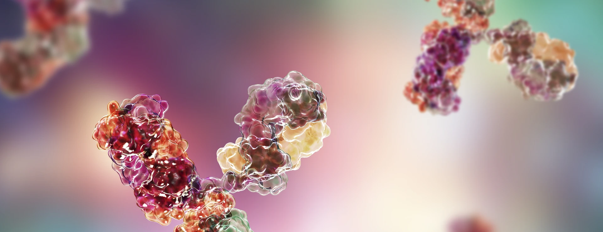 Molecular model of immunoglobulin
