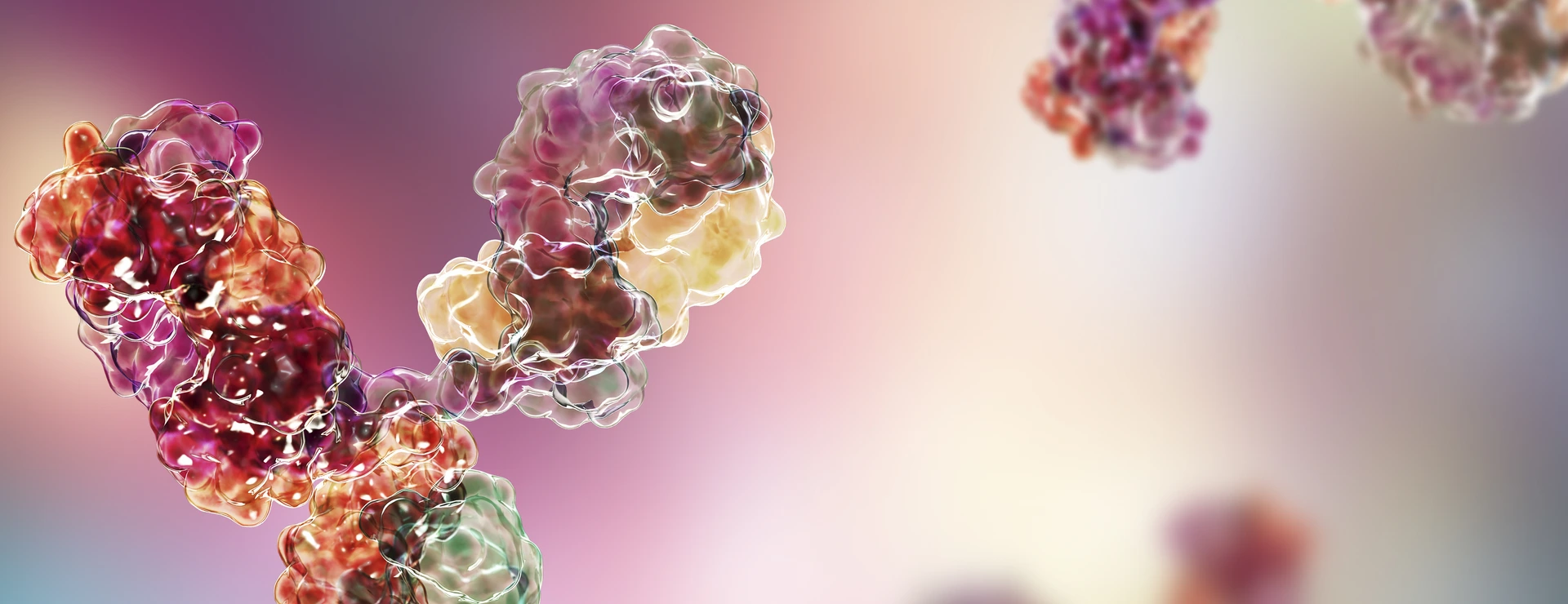 Molecular model of immunoglobulin