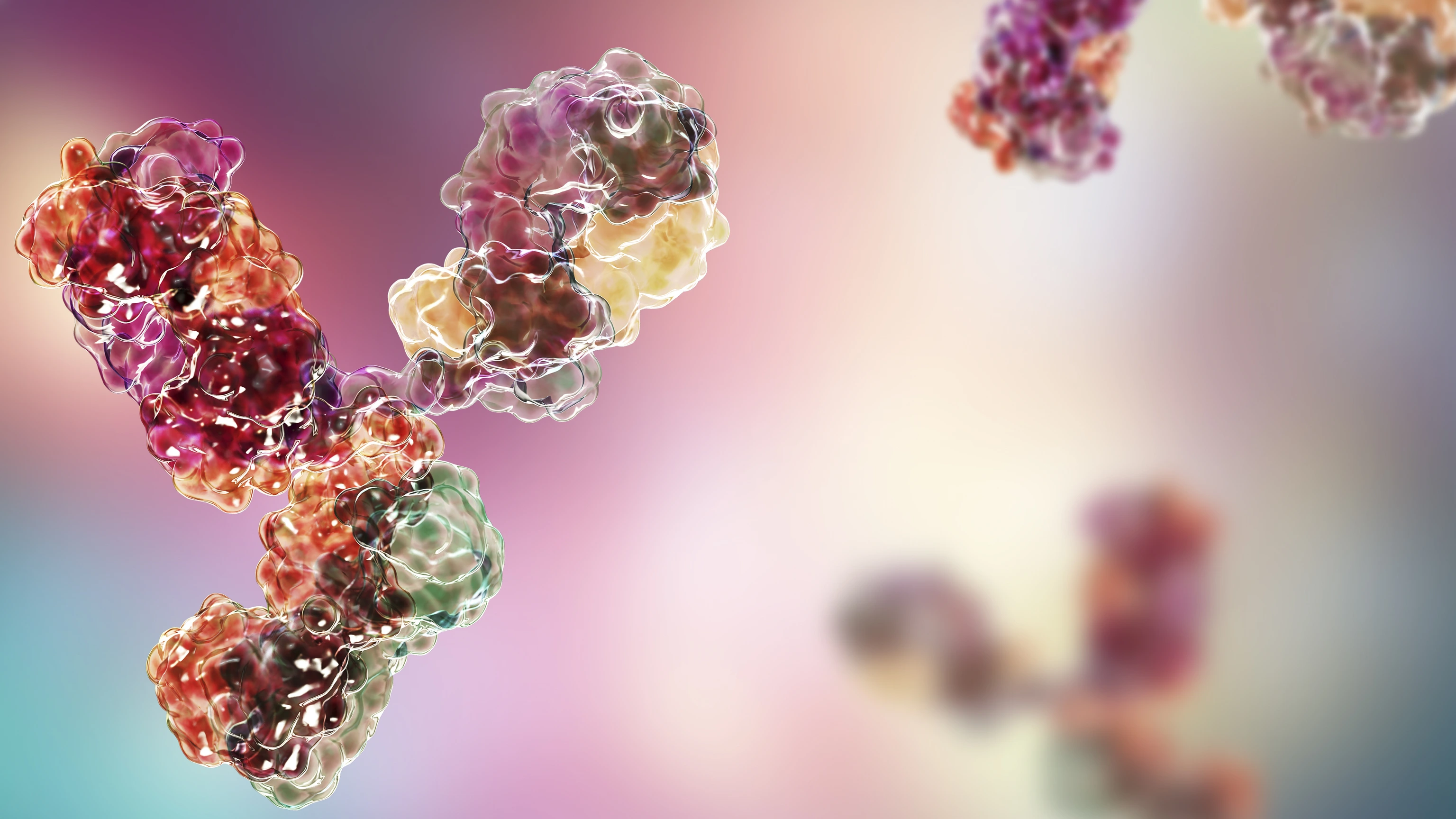Molecular model of immunoglobulin