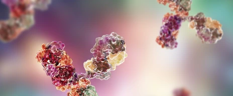 Molecular model of immunoglobulin