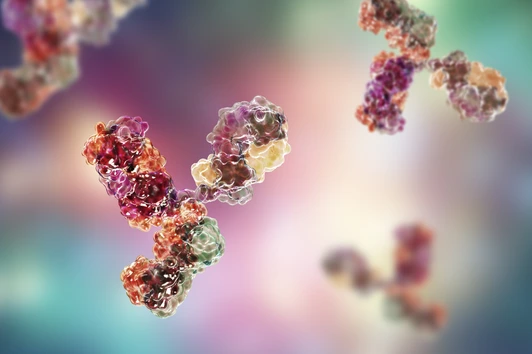 Molecular model of immunoglobulin
