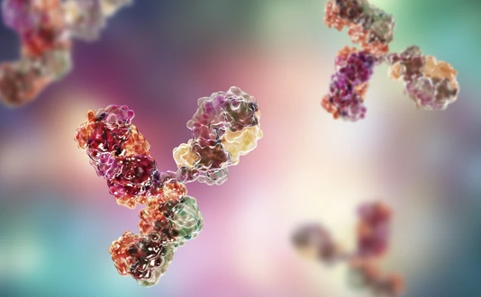Molecular model of immunoglobulin