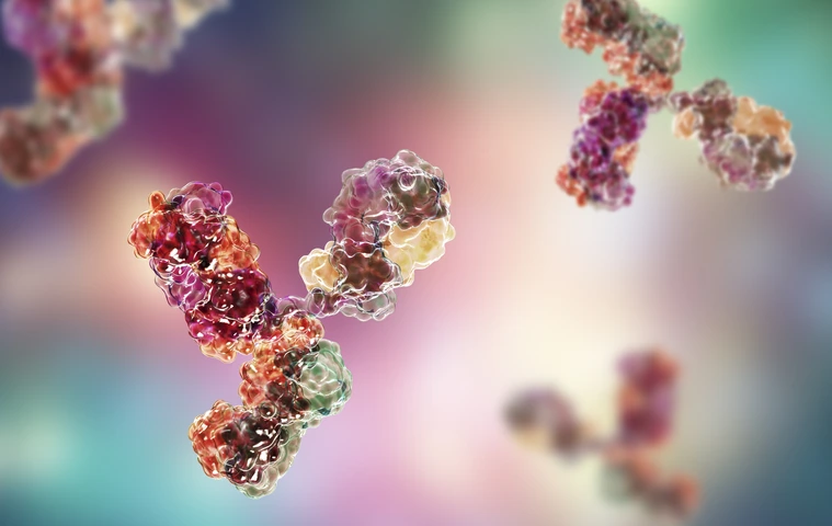 Molecular model of immunoglobulin