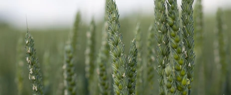 wheat field