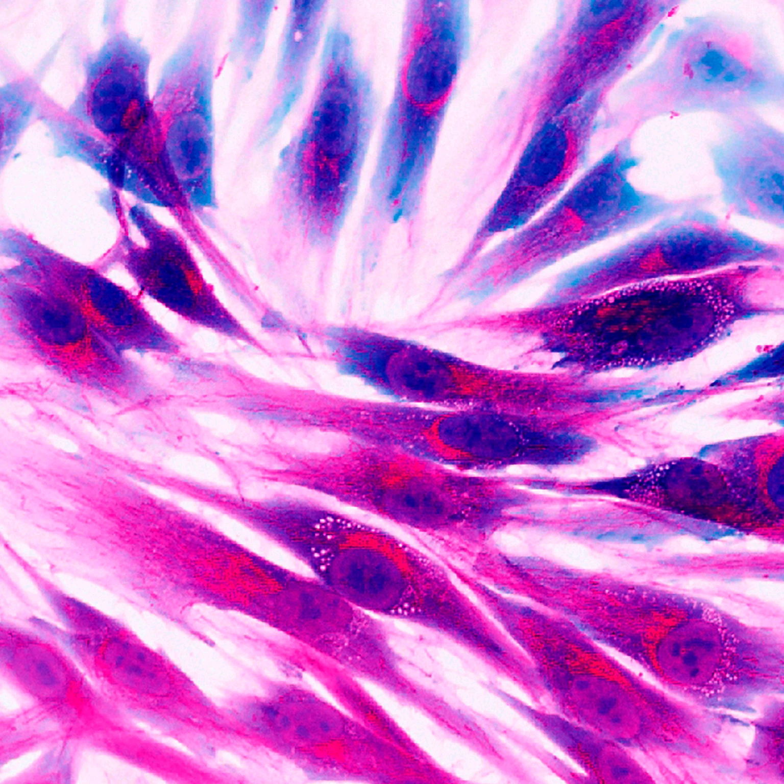 human skin cells, fluorescence microscopy