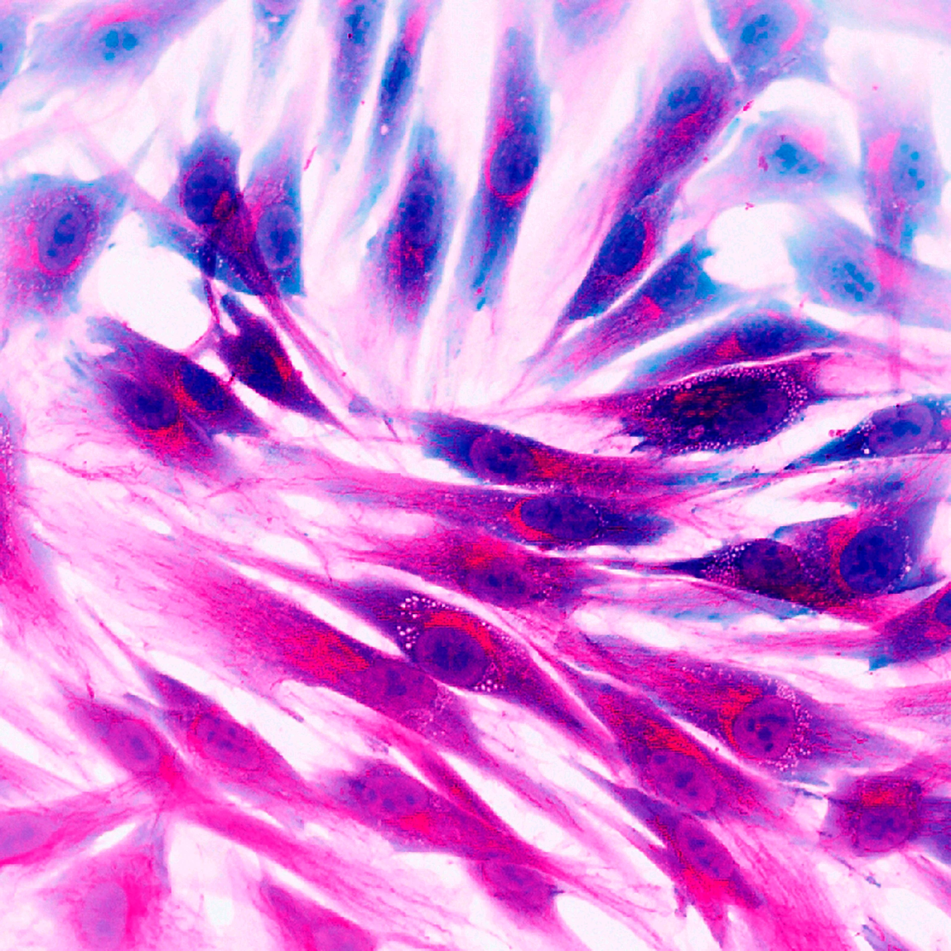 human skin cells, fluorescence microscopy