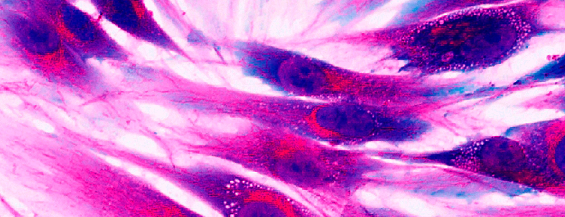 human skin cells, fluorescence microscopy