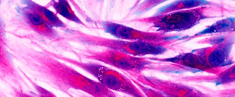 human skin cells, fluorescence microscopy