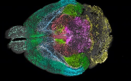 DELiVR mouse brain