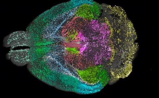 DELiVR mouse brain