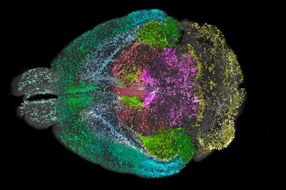 DELiVR mouse brain