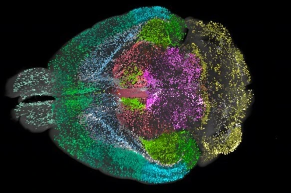 DELiVR mouse brain