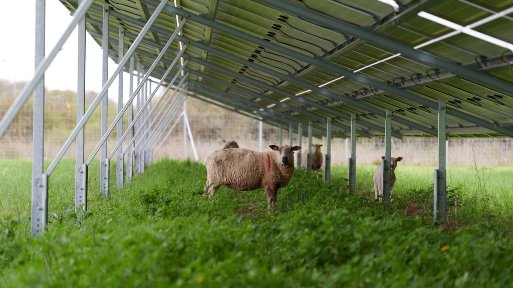 Nos références agrivoltaïques ovins en France