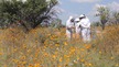 People in flower field with beehives