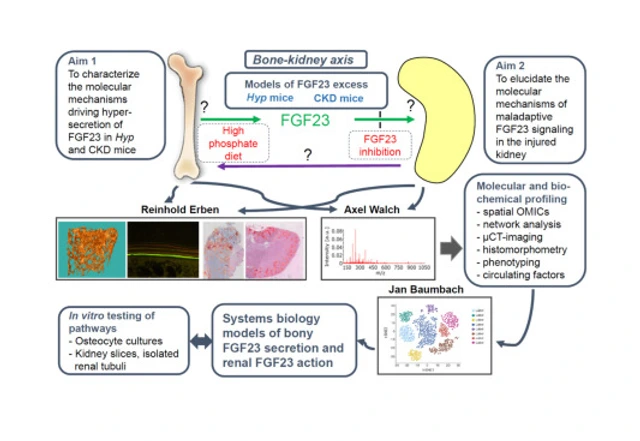 Biomechanical regulation of bone remodeling