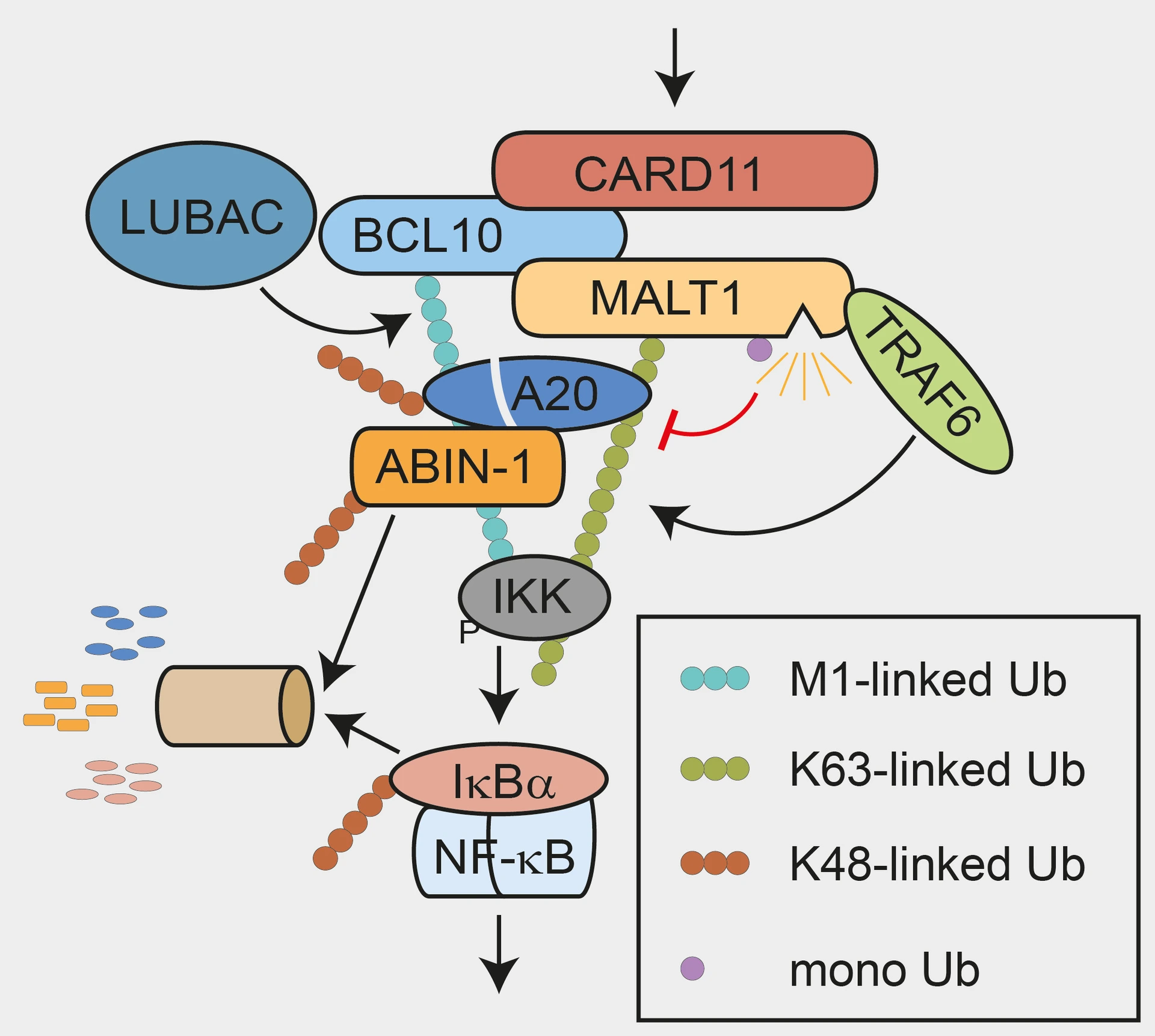 Ubiquitin Signaling