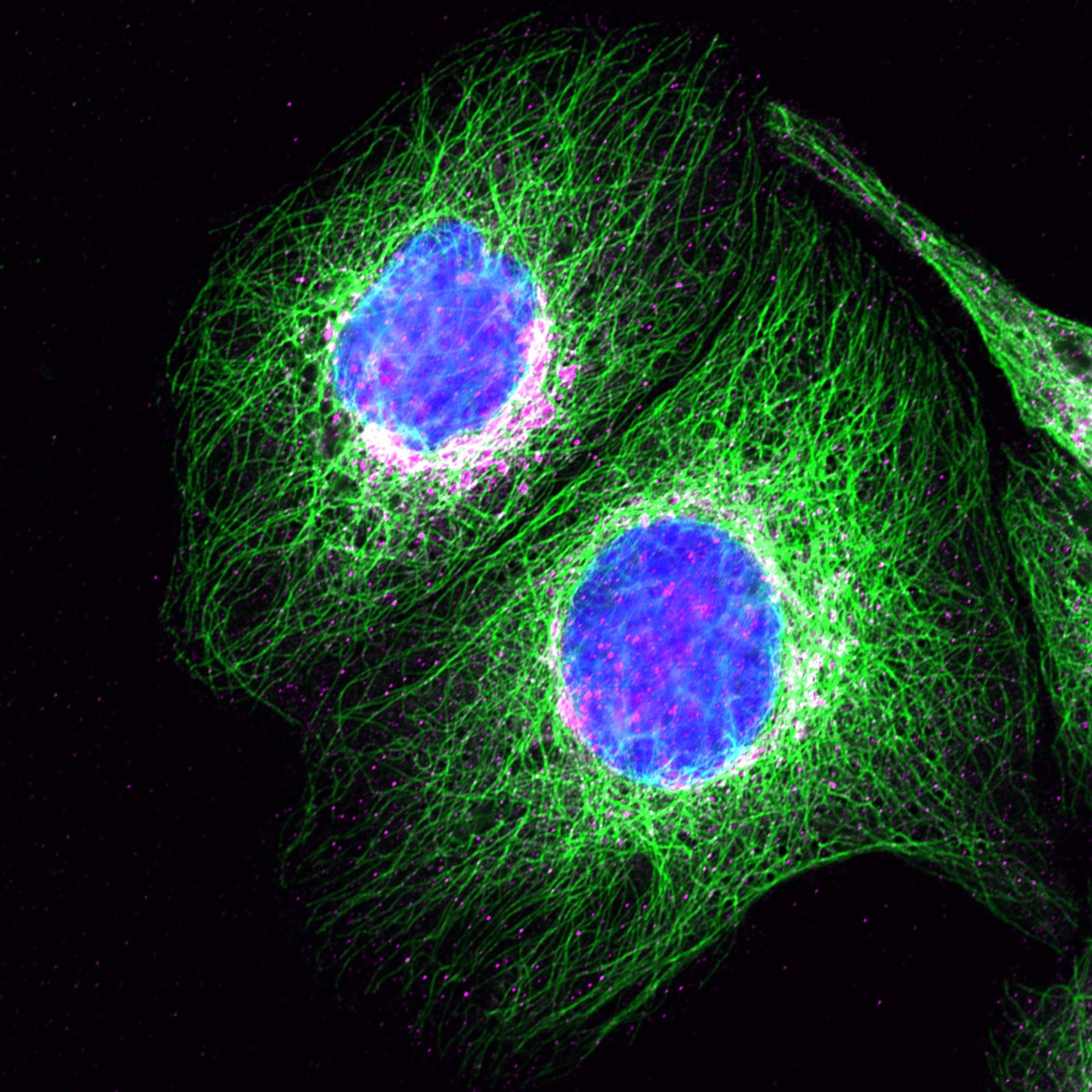 IDR_OC_MDCK_tyrtub_Syt13