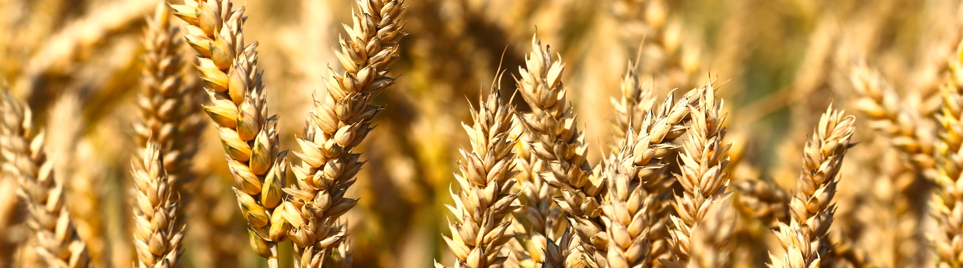 Wheat field