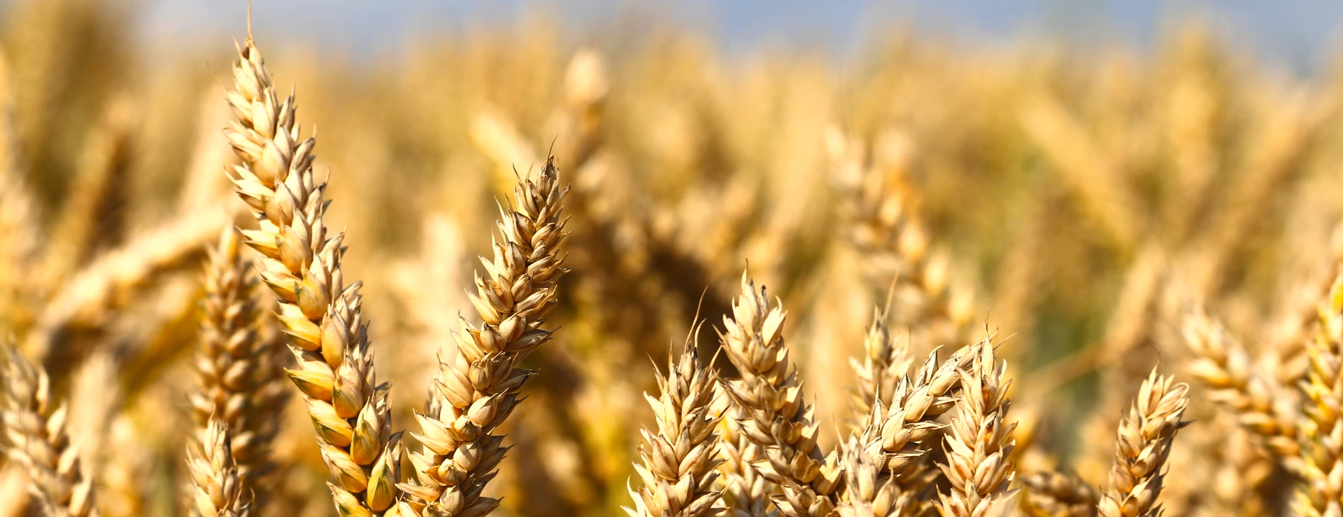 Wheat field