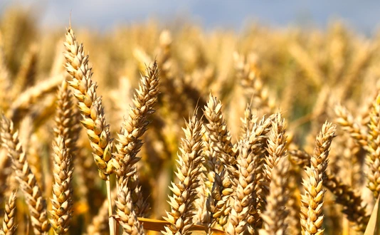 Wheat field
