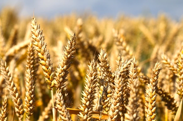 Wheat field