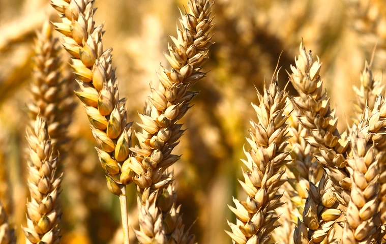 Wheat field
