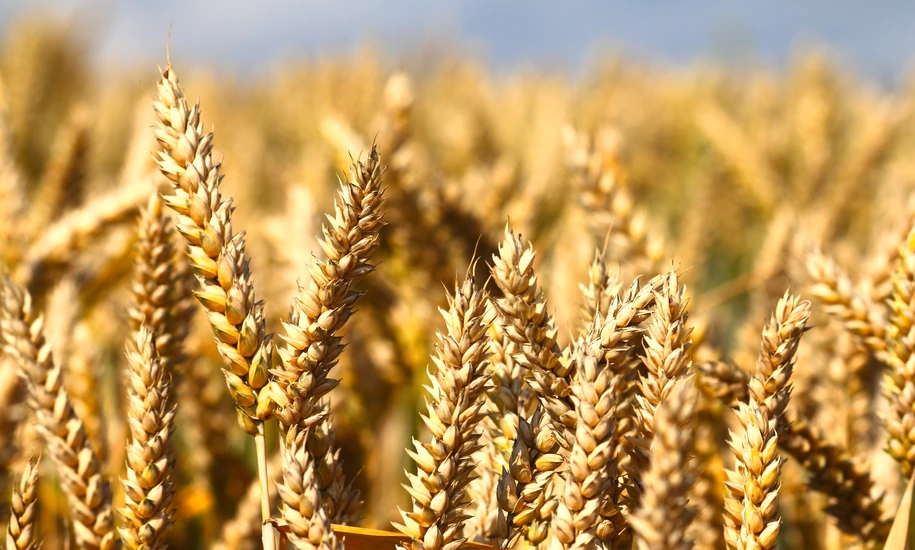 Wheat field