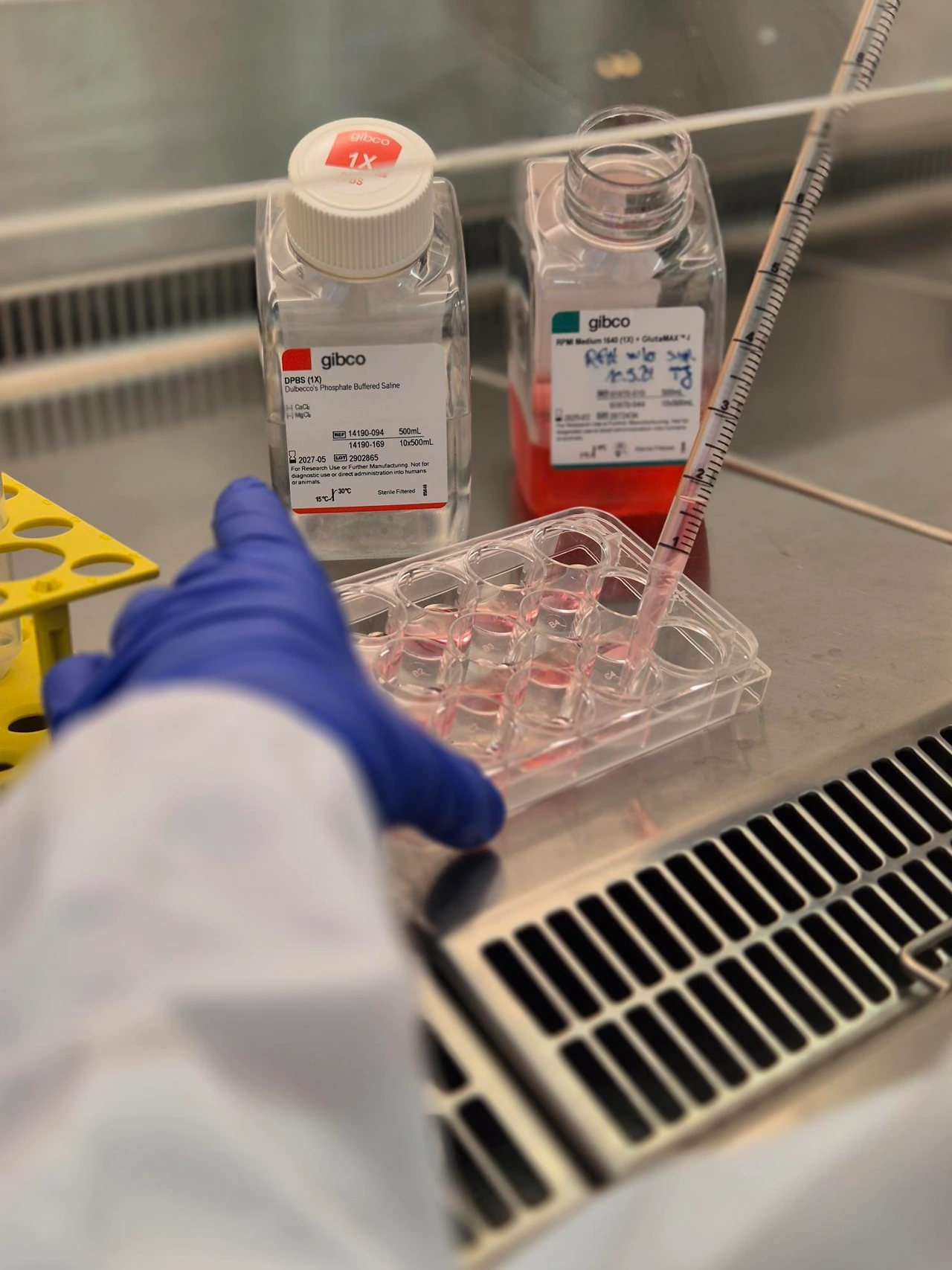 Lab photo cell culture
