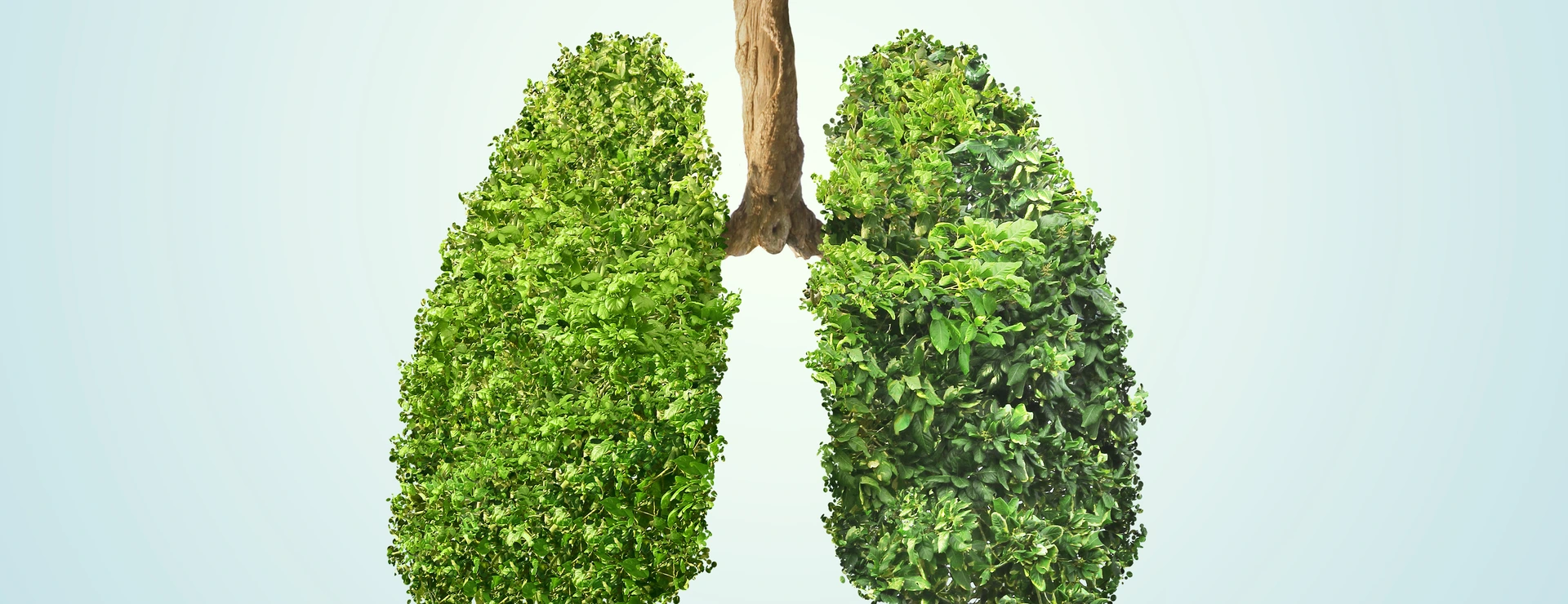 Green leaves shaped in human lungs. Conceptual image