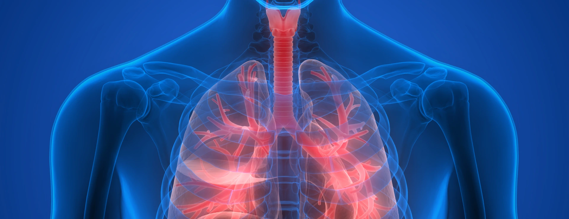 Human Body Organs (Lungs)