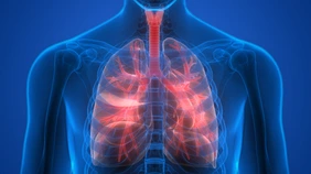 Human Body Organs (Lungs)