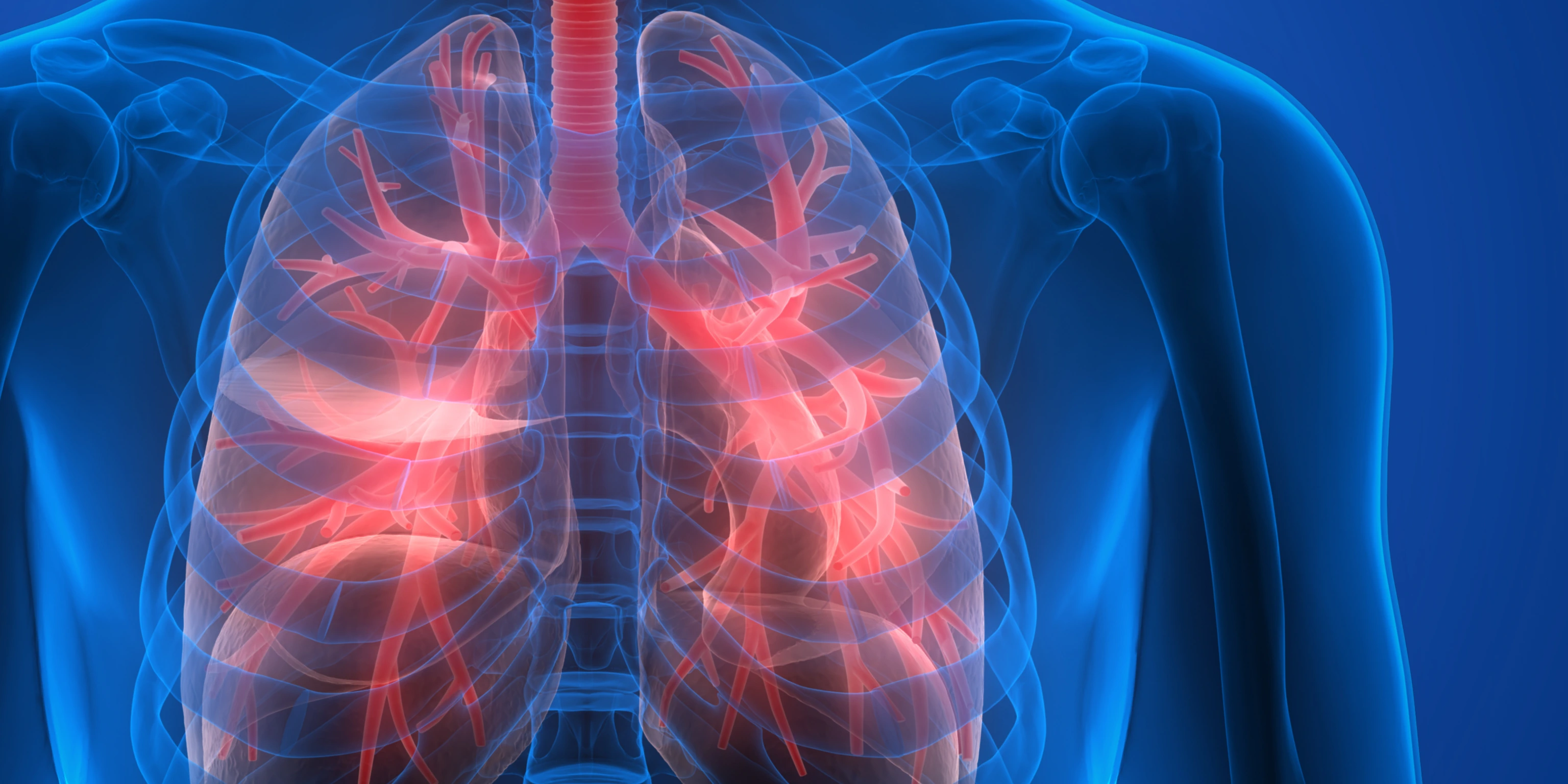 Human Body Organs (Lungs)