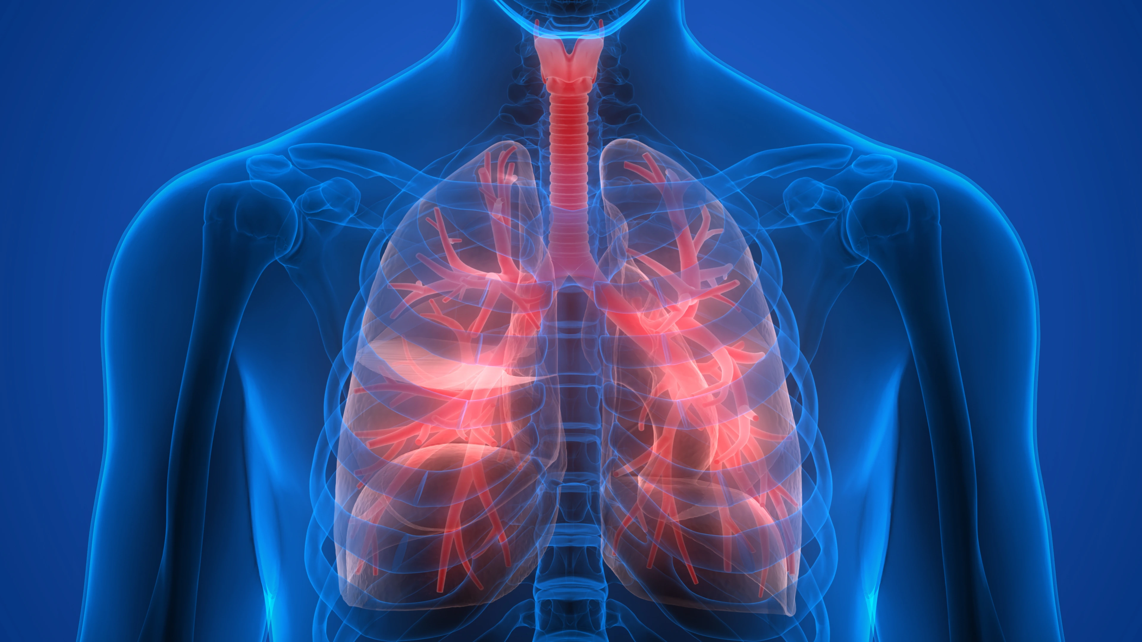 Human Body Organs (Lungs)