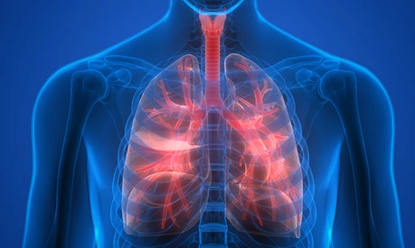 Human Body Organs (Lungs)