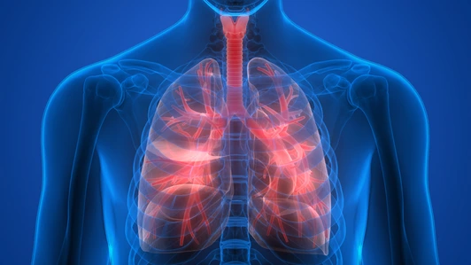 Human Body Organs (Lungs)