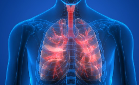 Human Body Organs (Lungs)