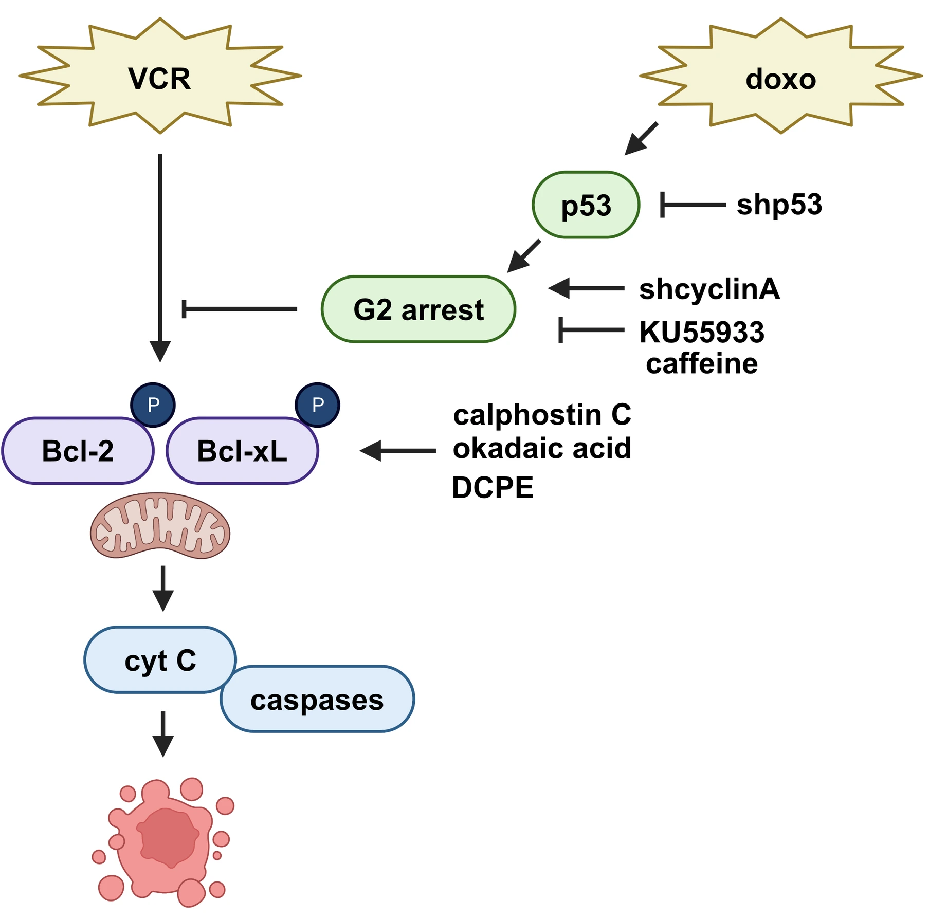2_2_Induction_of_apoptosis_in_leukemia_2